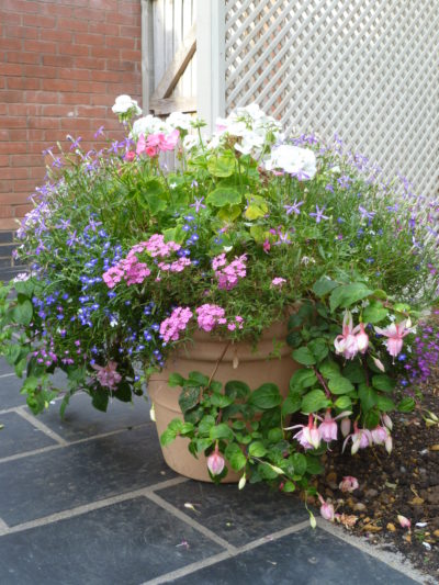 summer bedding plants in a pot