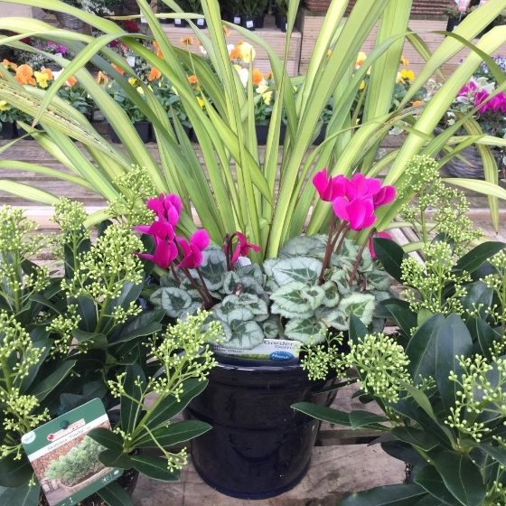 lime green phormium with bright pink cyclamen in a navy blue pot