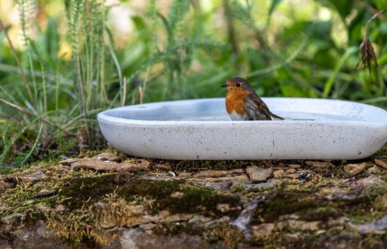 robin in a bird bath