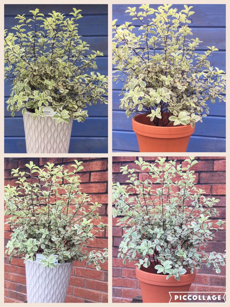 Evergreen shrub Pittosporum in a pot
