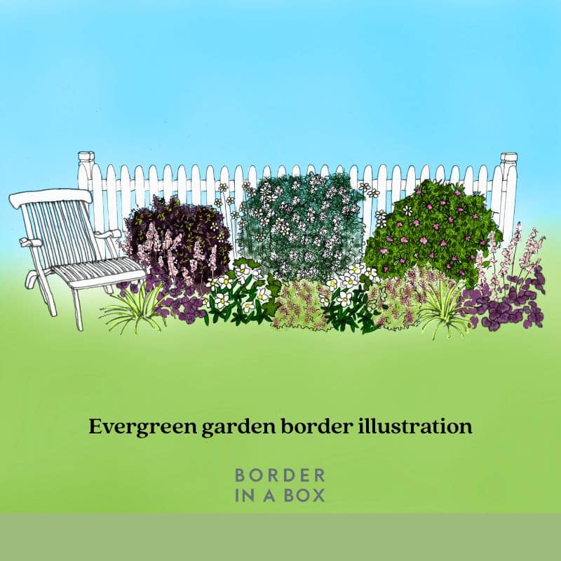 Evergreen garden border illustration 800 x 800 Evergreen border illustration Border in a Box