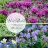 new build garden flowers mini mood board