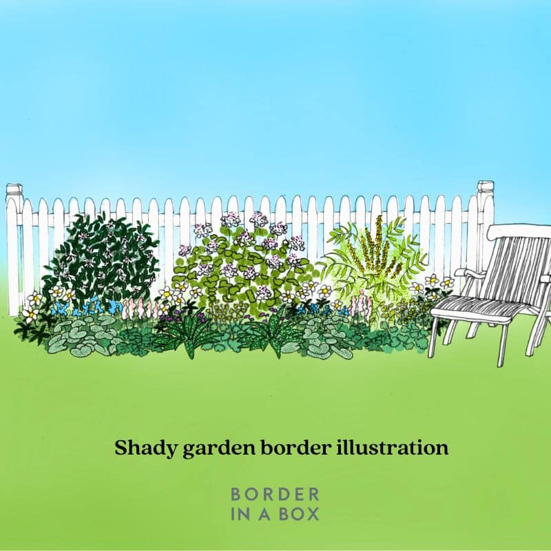 illustration of Shady garden border