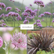 moodboard flowers for a contemporary garden