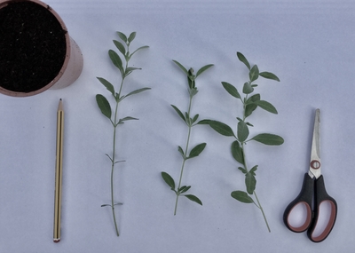 Salvia cuttings scissors plant pot