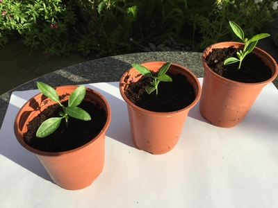 Salvia cuttings in pots