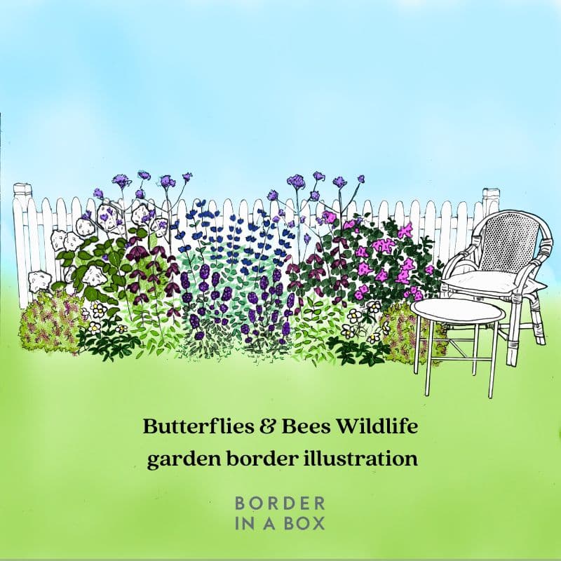 Butterflies and Bees wildlife garden border illustration 800 x 800 Butterflies and bees garden border for wildlife illustration for Border in a Box