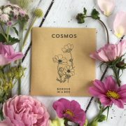 cosmos seed pink flowers Border in a Box