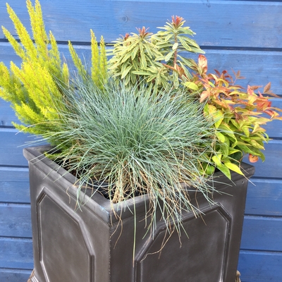 evergreen plants fibreclay container