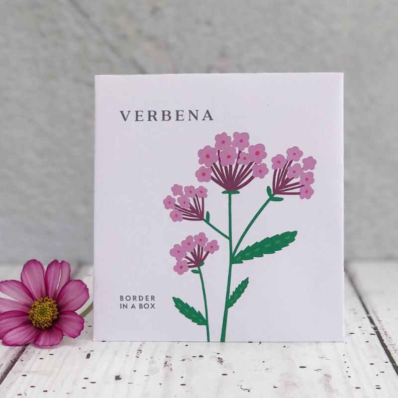 verbena bonariensis seed packet 800 x 800