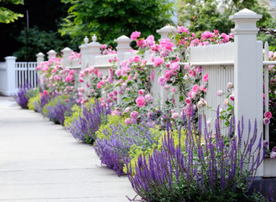 white fence with pink roses, alchemilla mollis and salvia caradonna