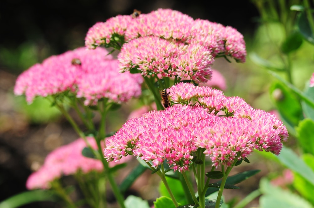 Pink flowering Sedum great for autumn colour loved by bees