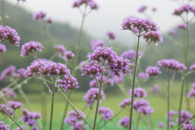 Verbena bonariensis