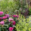 pink roses pittosporum salvia garden border