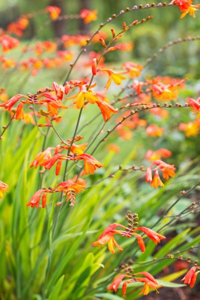 Crocosmia orange flower