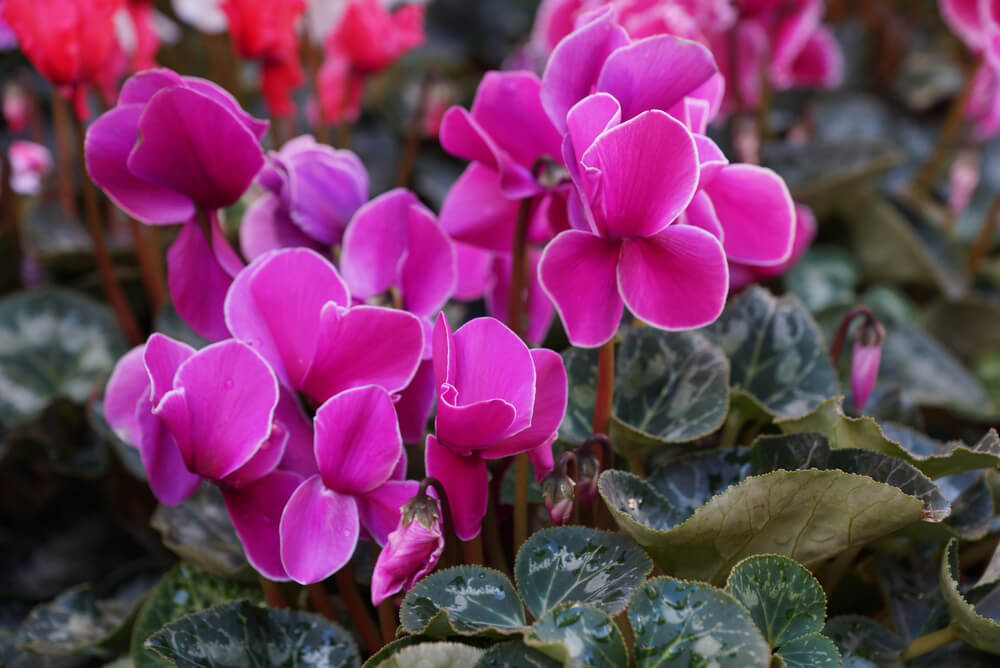 pink cyclamen garden bulbs