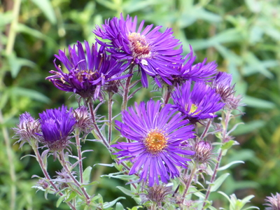 Helen Picton Aster purple flower