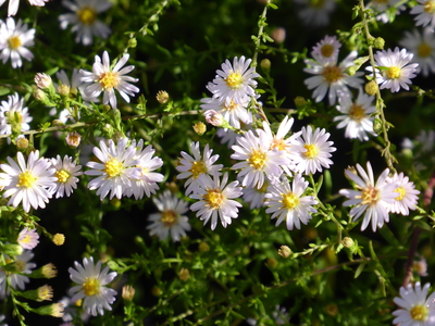 Picton gardens rosie vale aster