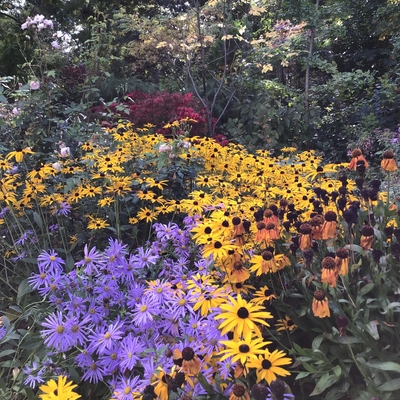 Rudbeckia yellow daisy Picton Garden