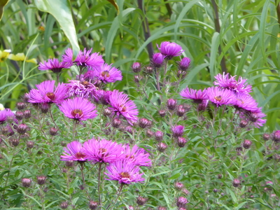 Picton gardens purple aster