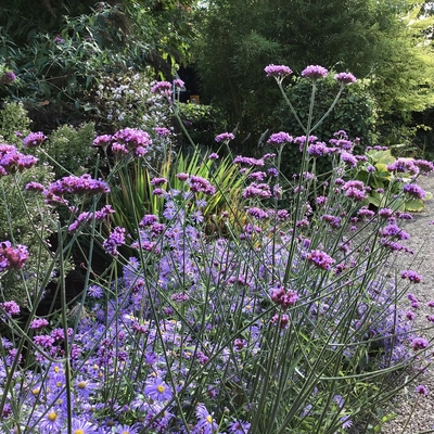 Picton gardens verbena bonariensis