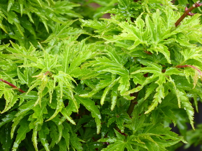 acer_palmatum_shishigashira