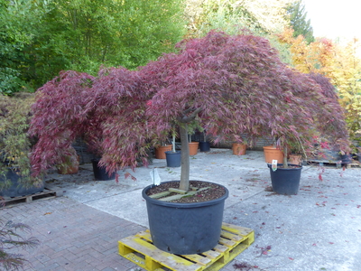 Acer palmatum dissectum Inabe Shidare