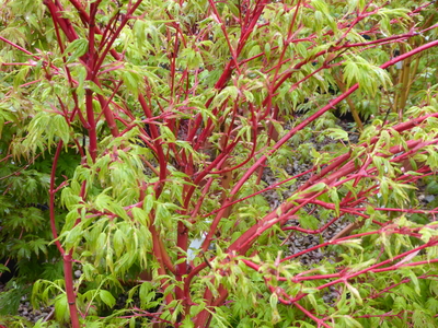 Acer palmatum sango-kaku