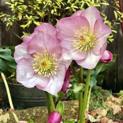 pink hellebore