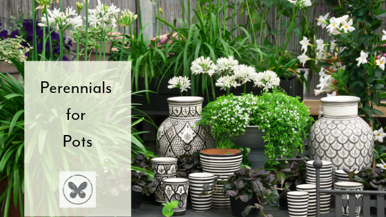 Perennials store for pots