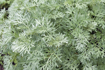 artemesia plant