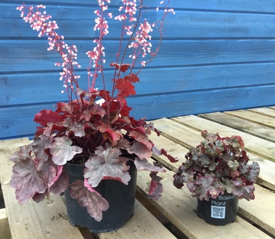 heuchera in flower