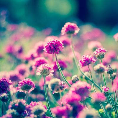 armeria alpine plant pink flower