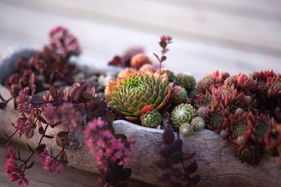 alpine trough succulent plants