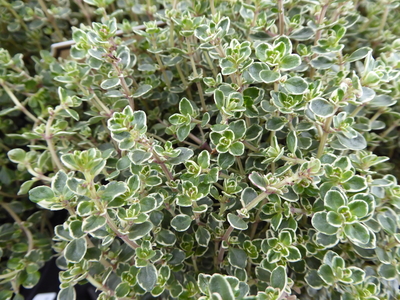 thyme evergreen herb