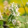catmint catnip white flower