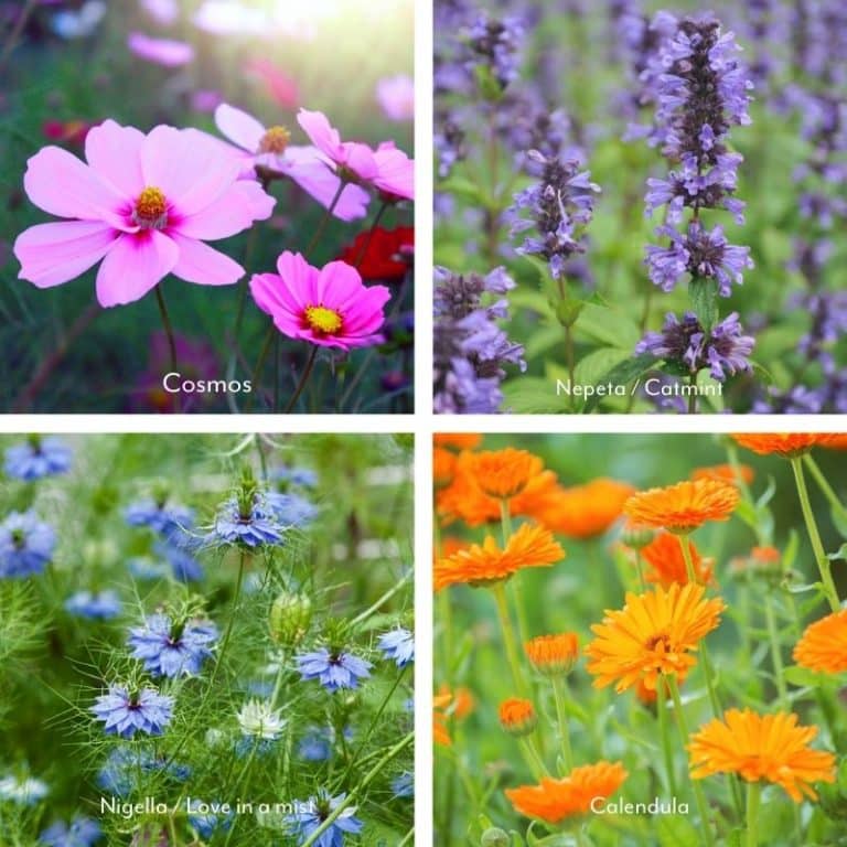 Cottage garden flower seed kit for a sunny border