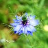 nigella love in a mist blue flower