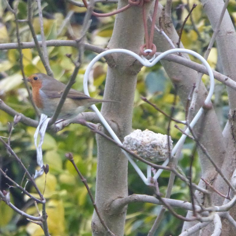 robin heart shaped bird feeder with fat ball