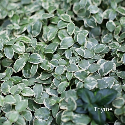 Thyme