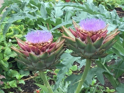 globe artichoke purple thistle