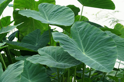 colocasia elephant ears large green leaves