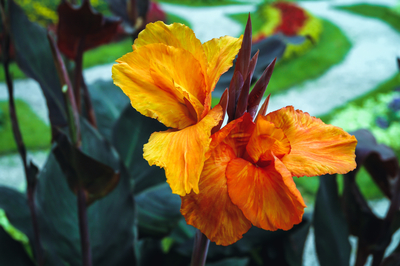 orange flower canna banana plant