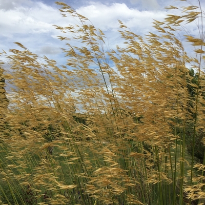 stipa gigantea grass oat flowers