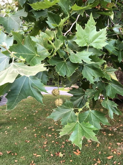 London Plane tree leaf