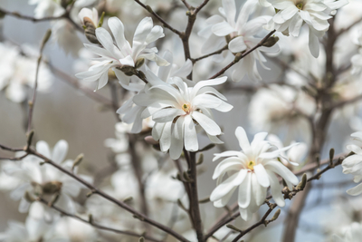 Magnolia stellata white flower