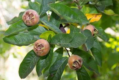 Medlar fruit tree