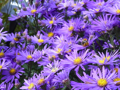 Aster blue daisy