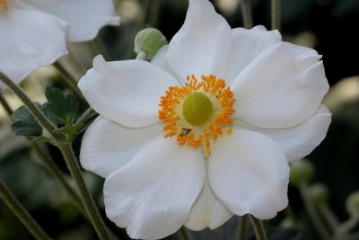 white anemone