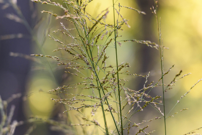 Molinia Edith Dudszus moor grass